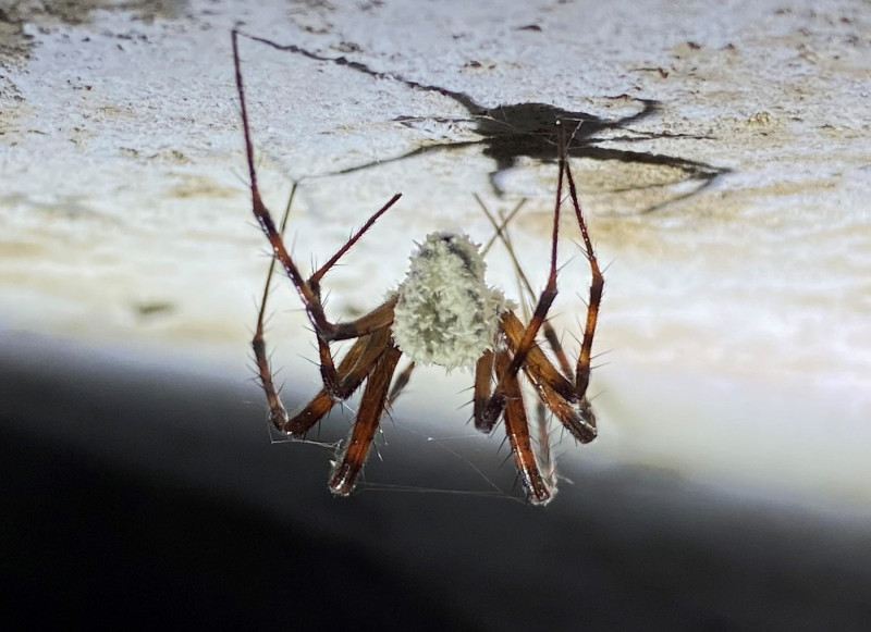 Fungus Named After David Attenborough Is Turning Spiders Into Zombies