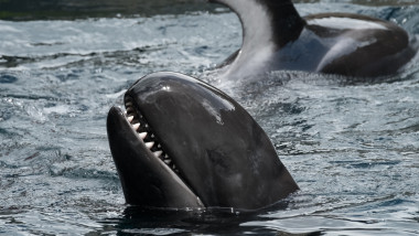 False,Killer,Whale,,The,Fourth-largest,Dolphin,,A,Member,Of,Delphinidae,