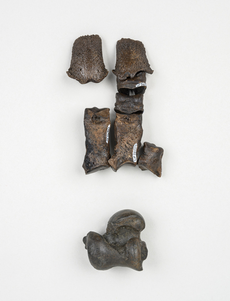 Cimitir preistoric de fosile vechi de 500.000 de ani, descoperit în Florida. Foto. Florida Museum/ Kristen Grace