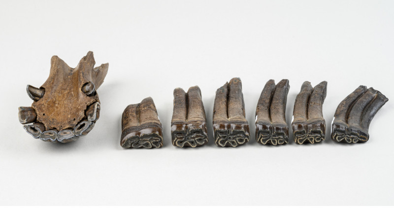 Cimitir preistoric de fosile vechi de 500.000 de ani, descoperit în Florida. Foto. Florida Museum/ Kristen Grace