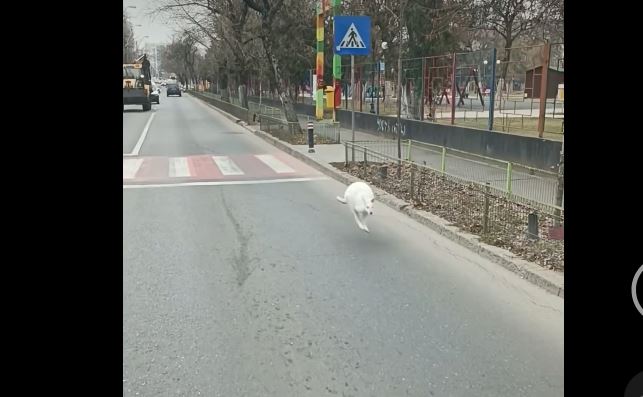 Un cangur alb a fost filmat gonind speriat pe o stradă din București. Cui aparține animalul