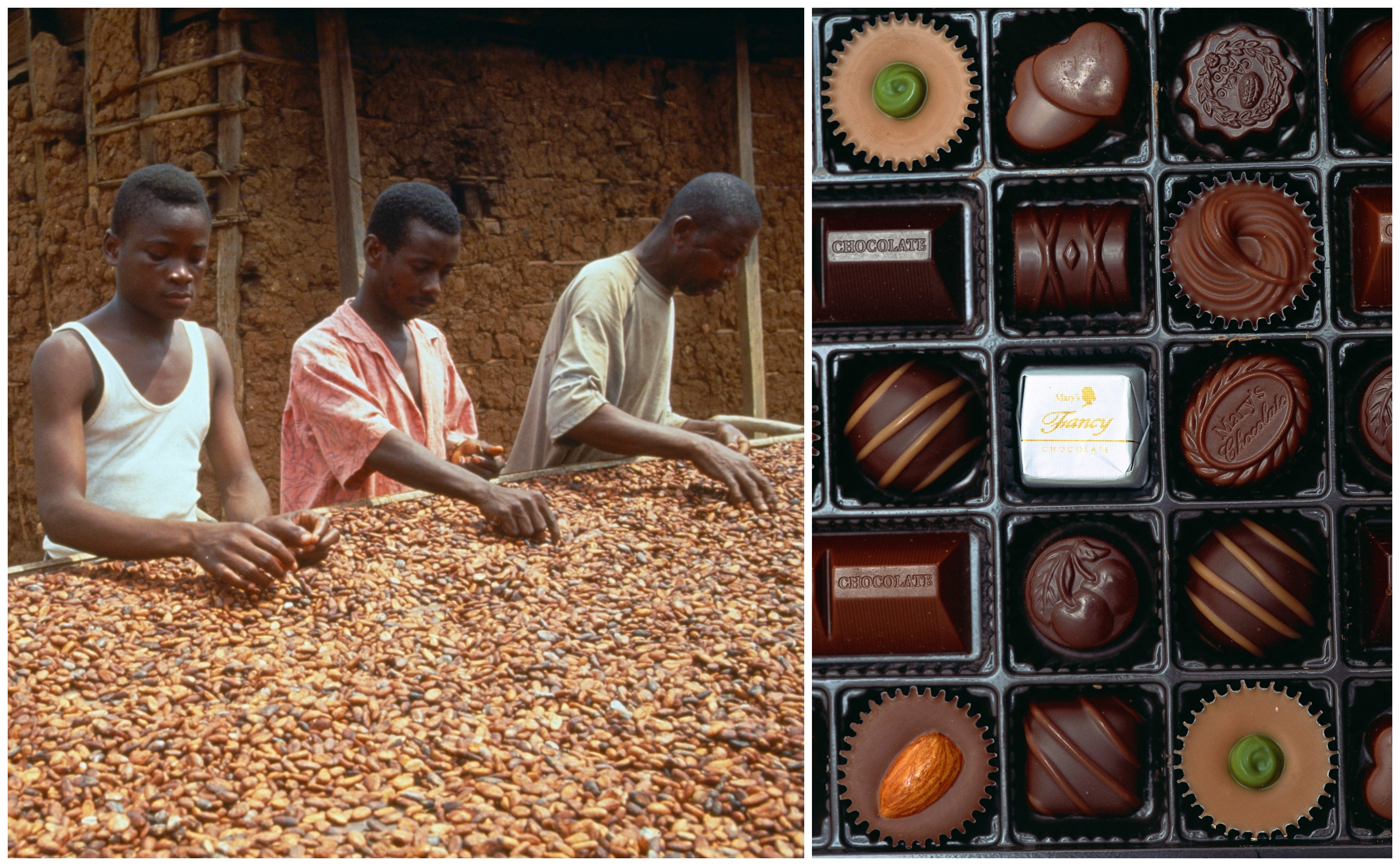 Cea mai mare criză de cacao din ultimii 60 de ani. Cum influențează încălzirea globală Ziua Îndrăgostiților, dar și alte sărbători
