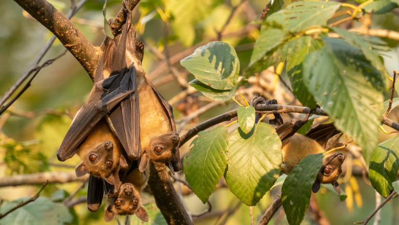 Straw-colored,Fruit,Bat,-,Eidolon,Helvum,,Beautiful,Small,Mammal,From