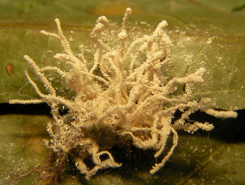 Fungus Named After David Attenborough Is Turning Spiders Into Zombies