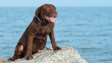 Chocolate-colored labrador puppy sits on a rock against a blue sea background