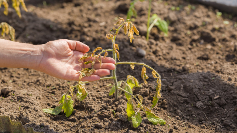 plata de rosie inghetata de ger in mana unei femei