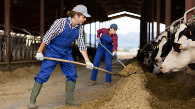 Focused middle-aged man, worker in uniform leveling hay with rake while feeding cows in stall on dairy farm