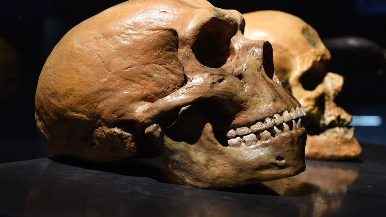 Neanderthal,Vs,Human,Skull