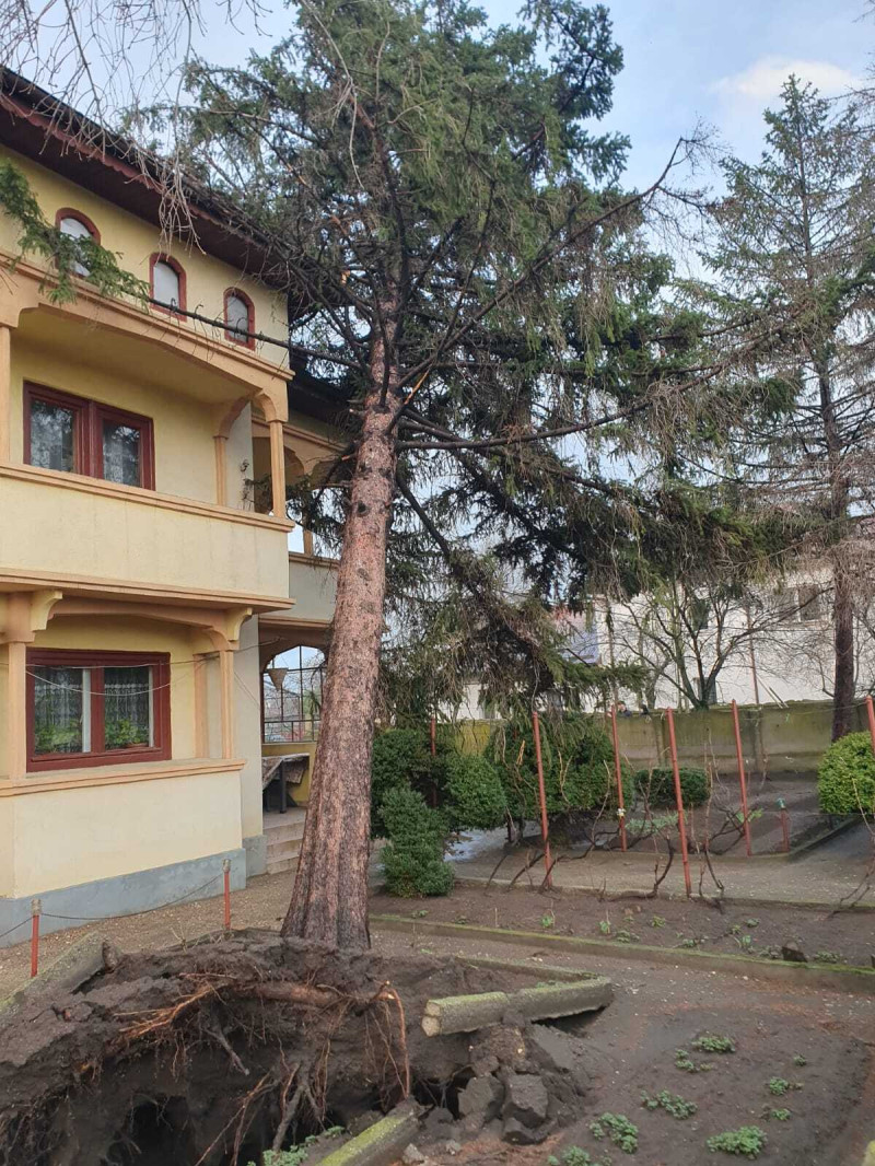 poza copaci cazuti sursa isu teleorman 130325 (4)