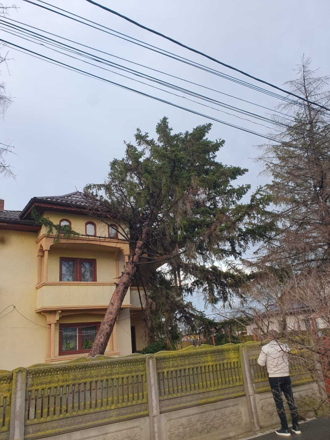 poza copaci cazuti sursa isu teleorman 130325 (3)