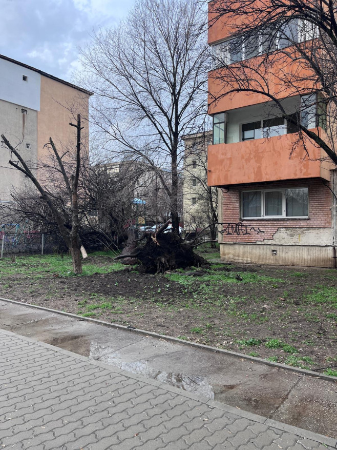 poza copaci cazuti sursa isu teleorman 130325 (1)