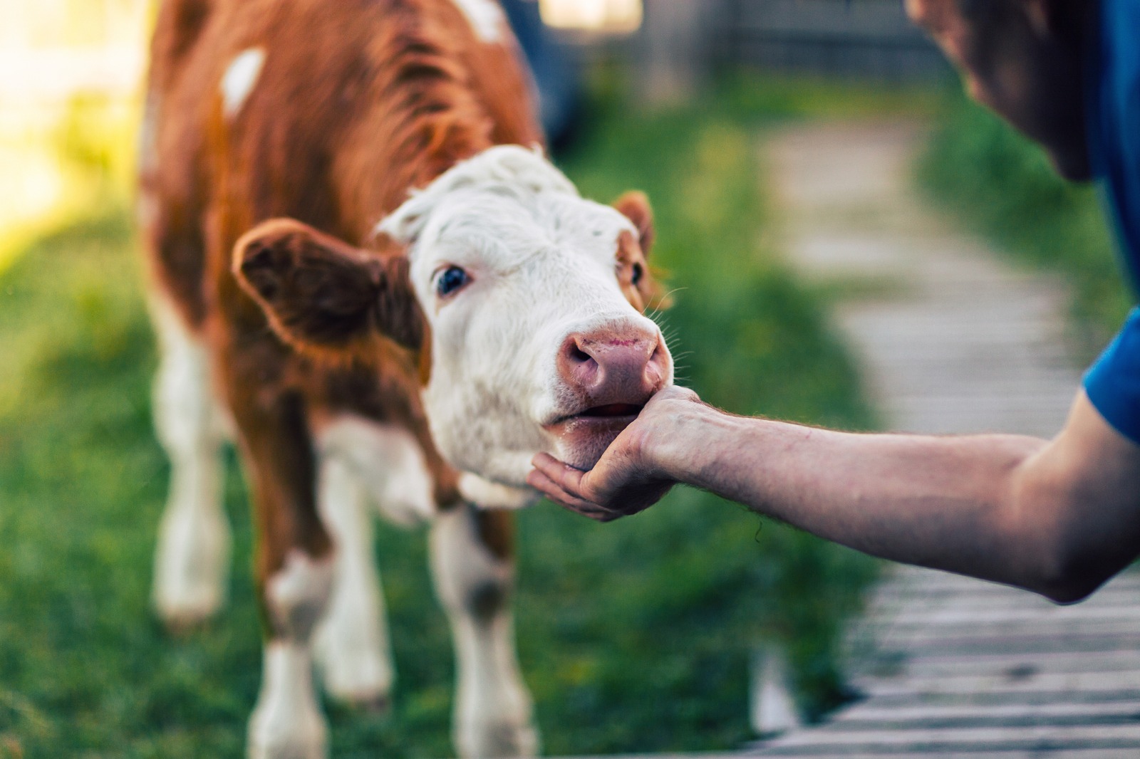 APIA va plăti aproape 39 de milioane de lei crescătorilor de animale pentru serviciile prestate în septembrie