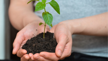 femeie tine in palme o planta mica cu pamant