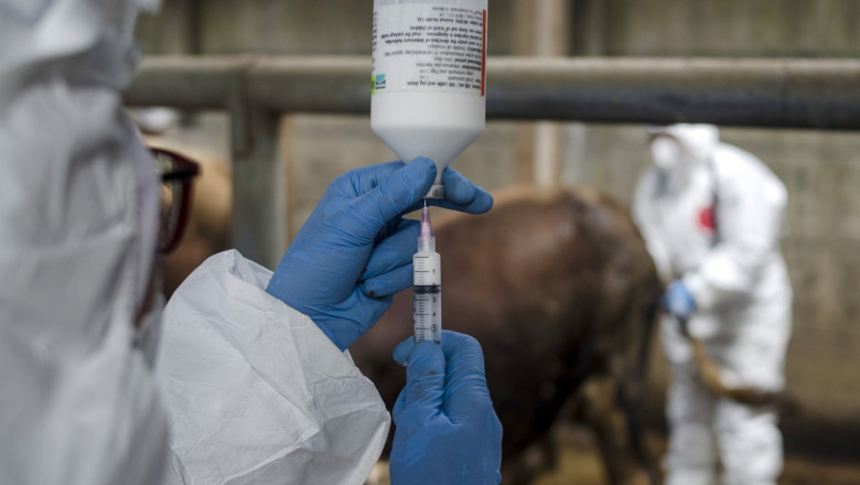 ONU avertizează: Europa se confruntă cu cea mai gravă epidemie de febră aftoasă de la începutul secolului