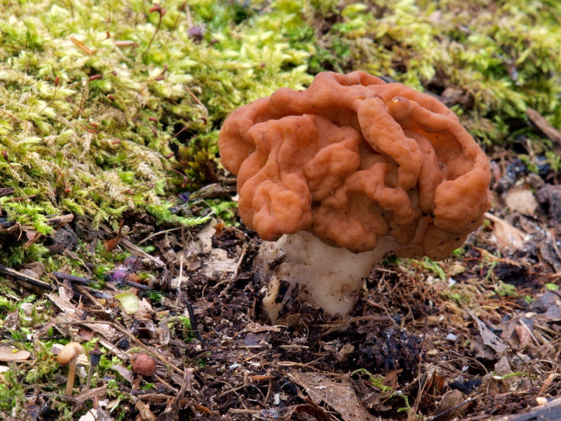Snow false morel - Gyromitra gigas