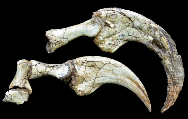 gheare-Duonychus-tsogtbaatari-dinozaur-mongolia