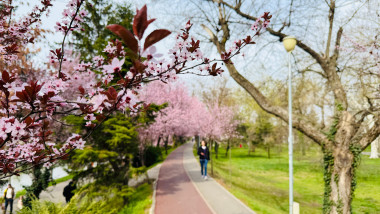 alee cu copaci ornamentali infloriti timisoara