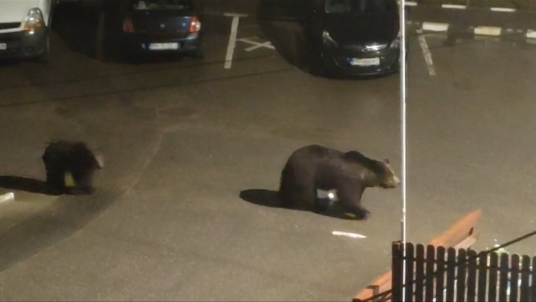 ursi in busteni