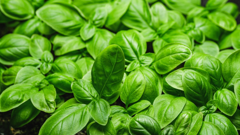 Fresh,Healthy,Fragrant,Basil,Seedlings,Growing,Under,Led,Grow,Light.