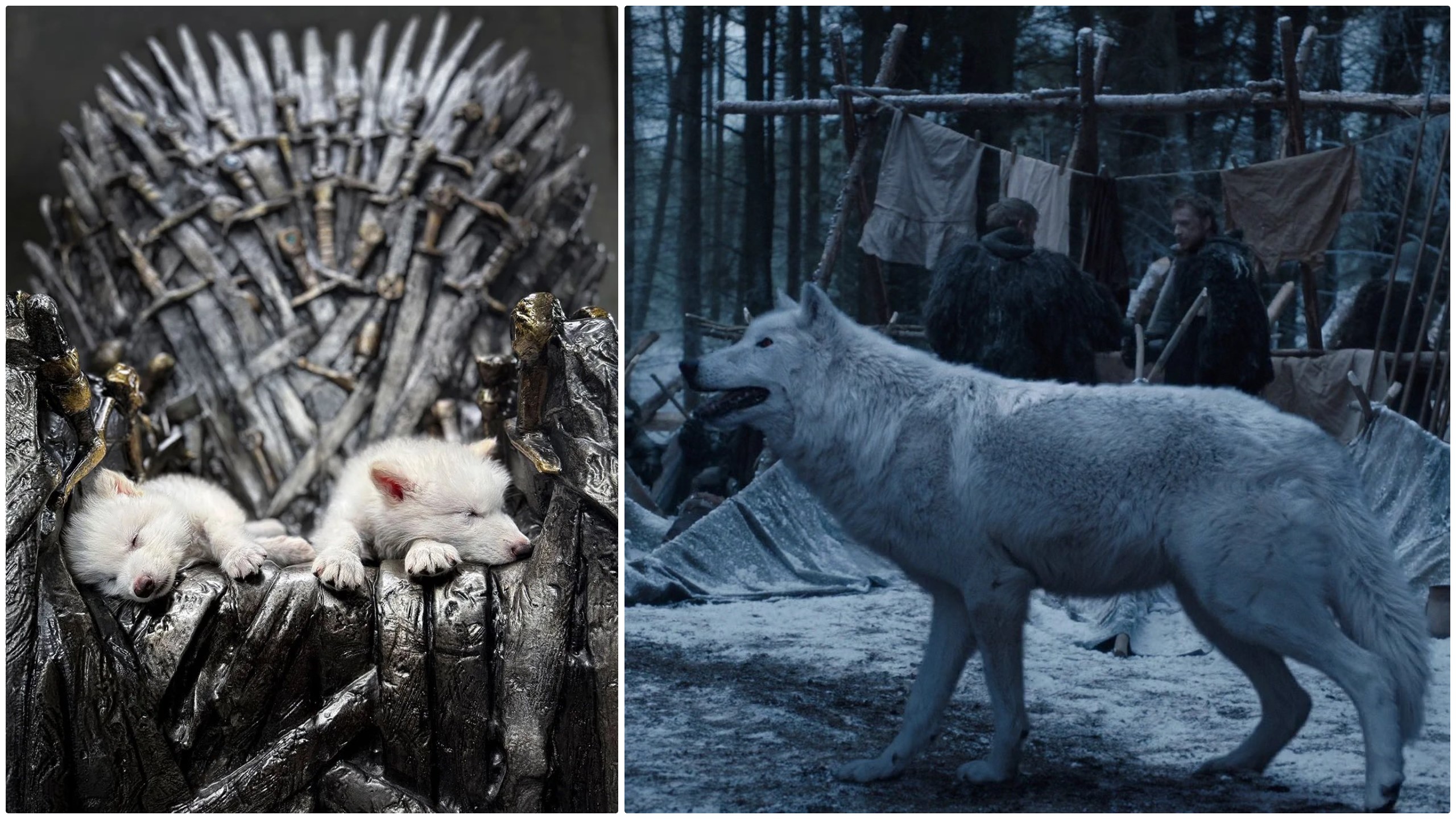 Primul proces de dez-extincţie din lume: Lupii stravechi din seria „Game of Thrones”, readusi la viata prin inginerie genetica