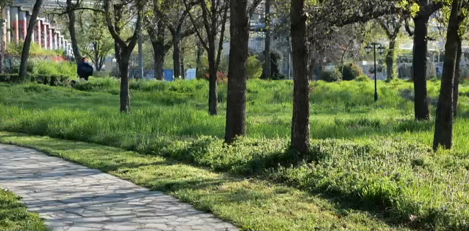 Cosirea mozaicată a ierbii din Timișoara, concept venit din Occident, nu este pe placul multor locuitori. „Arată foarte urât”