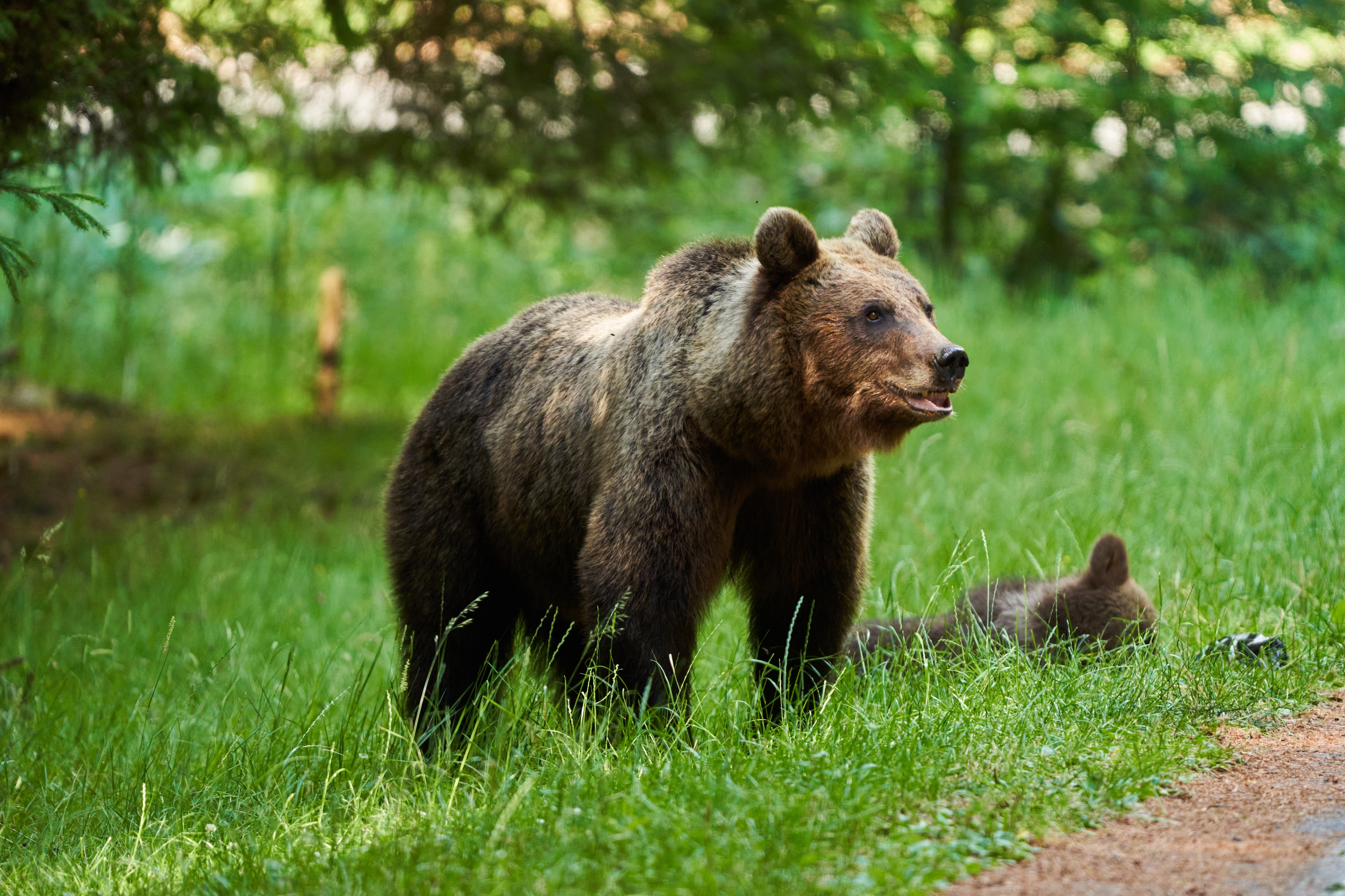 Cazul salvamontistului din Predeal: ursoaica a fost împușcată. Puii au fost tranchilizați, cipați și eliberați în pădure