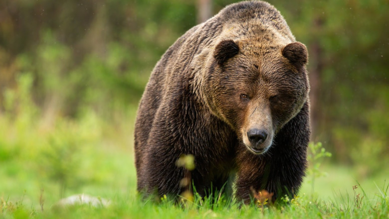Threatening brown bear male approaching from front view on meadow in High Tatras