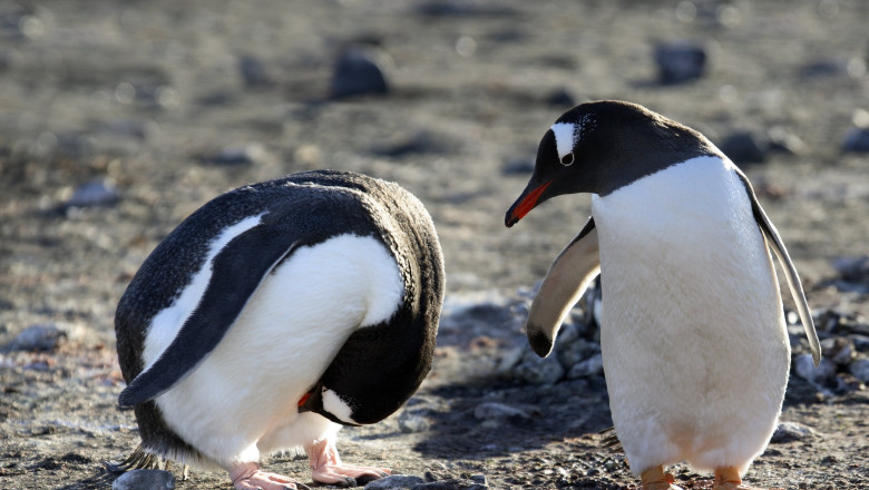 Gentoo penguins