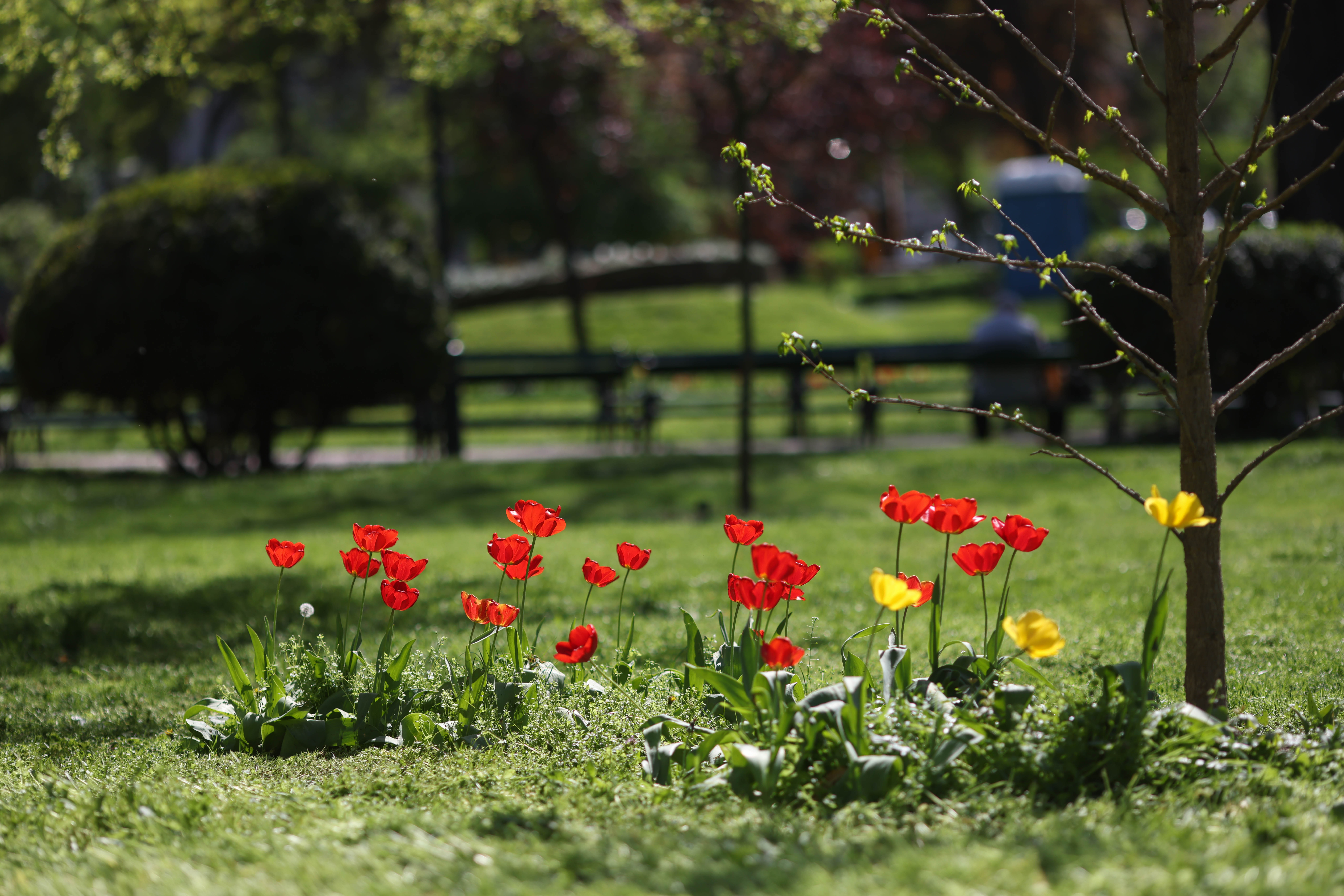 Prognoza ANM pentru următoarele două săptămâni: Temperaturi de până la 26 de grade dar și ploi. Cum va fi vremea de Paște