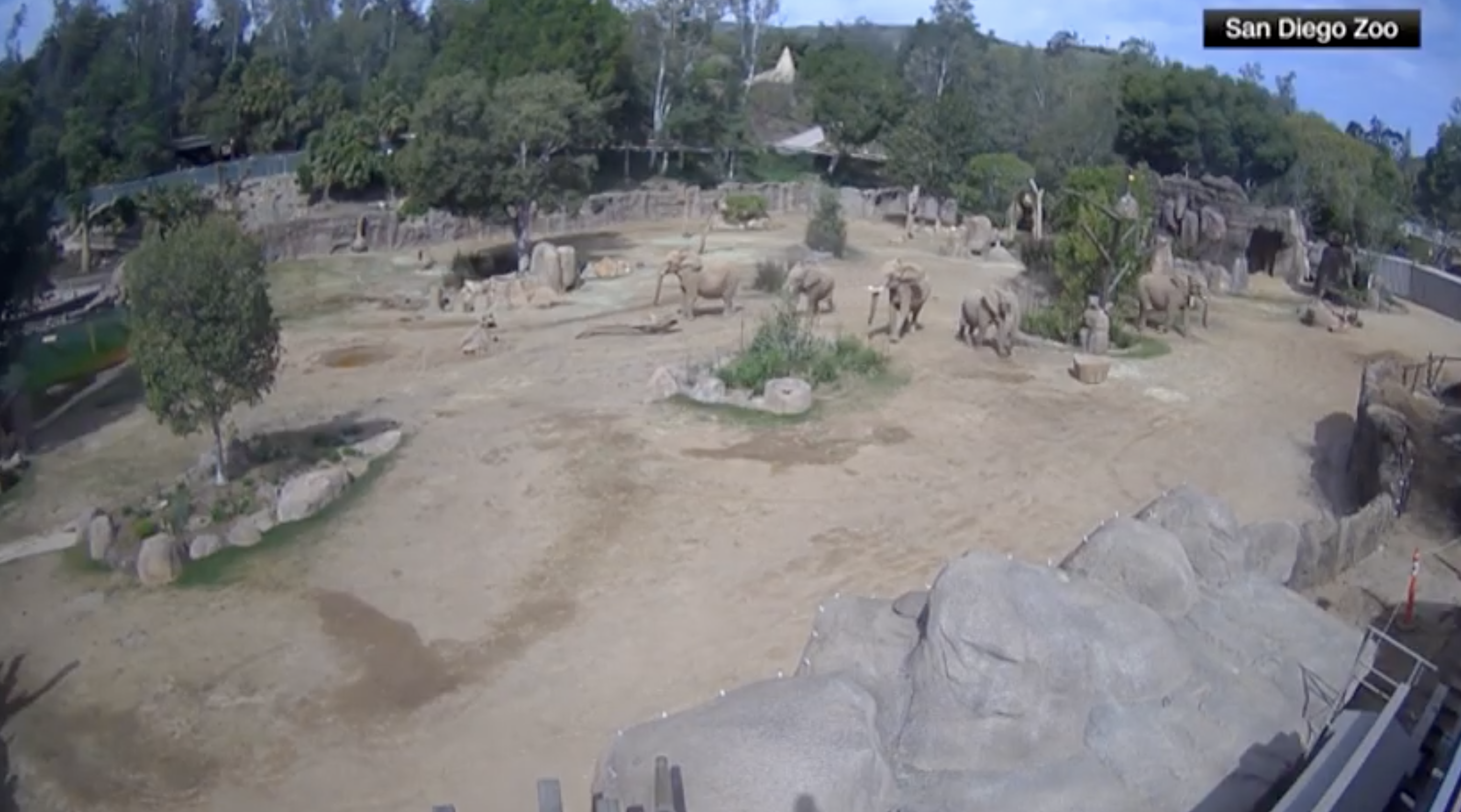 Reacția unor elefanți de la Grădina Zoologică din San Diego, în timpul unui cutremur: își protejează cei mai tineri membri ai turmei