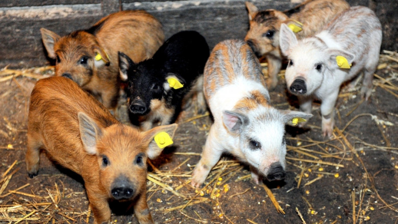 porci
