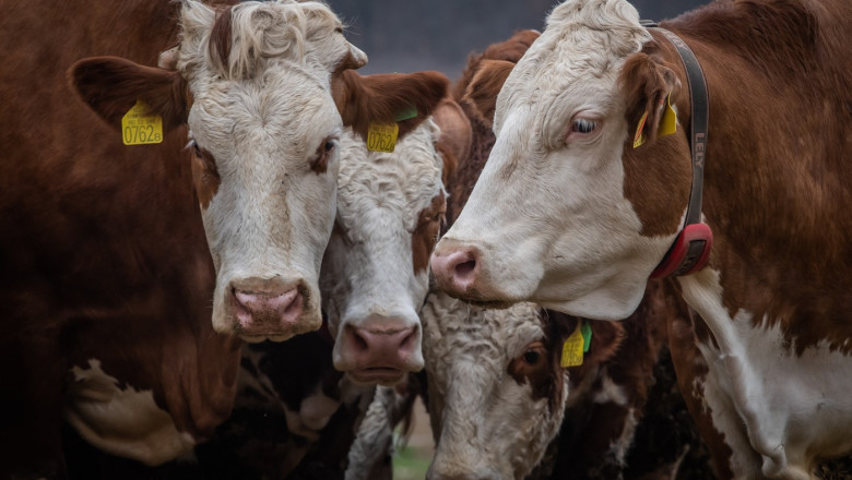Proteste în Franța: autostrăzi blocate și gunoi împrăștiat după sacrificarea bovinelor din cauza unui focar