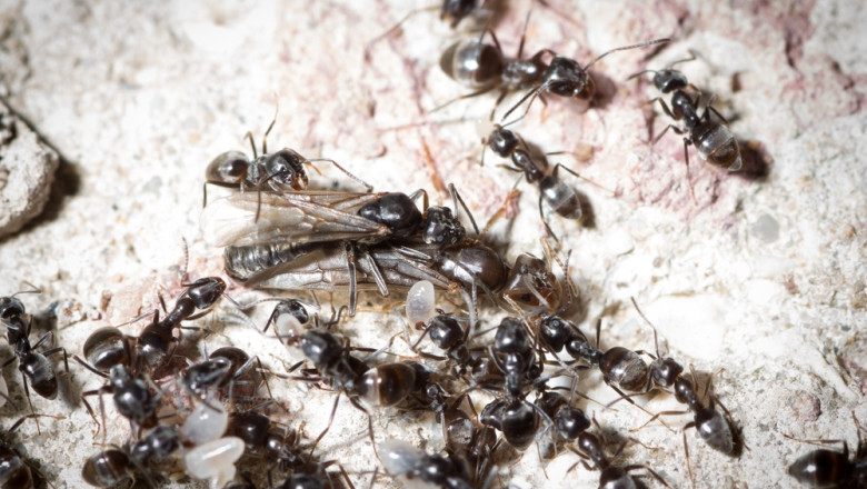 Tapinoma Magnum furnici