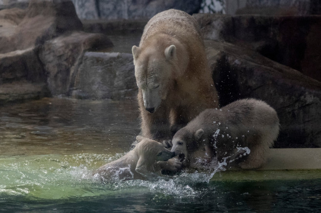 gradina zoo ungaria