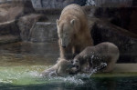 gradina zoo ungaria