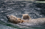 gradina zoo ungaria