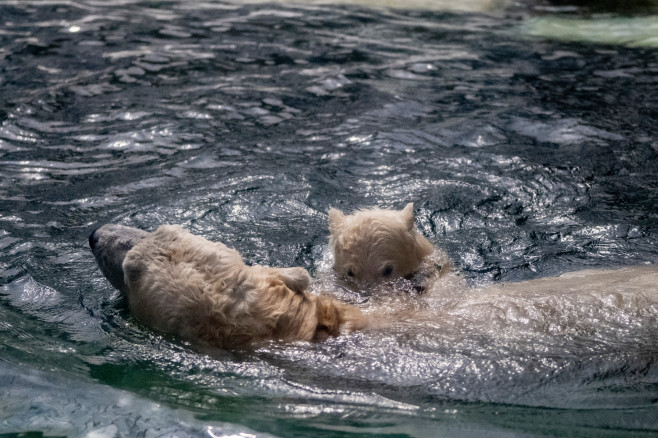 gradina zoo ungaria