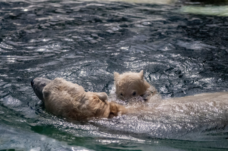 gradina zoo ungaria