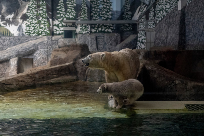 gradina zoo ungaria