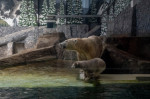 gradina zoo ungaria