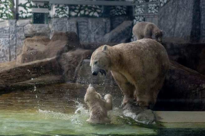 gradina zoo ungaria