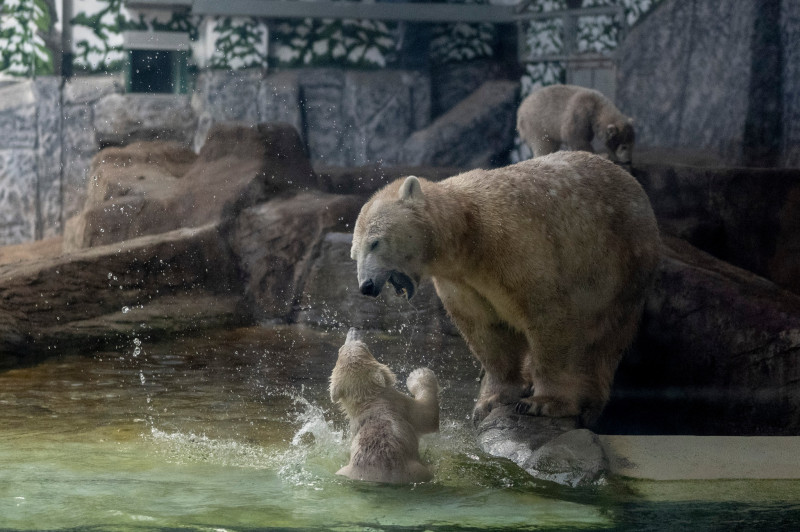 gradina zoo ungaria