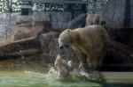 gradina zoo ungaria