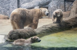 gradina zoo ungaria