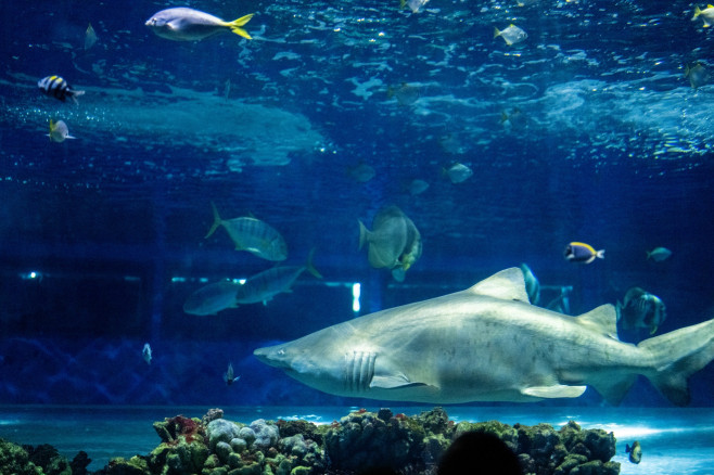 gradina zoo ungaria