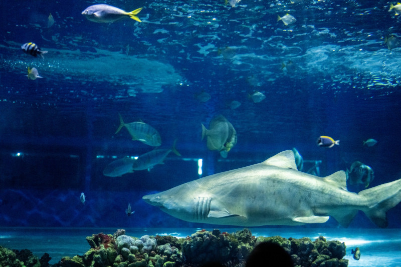 gradina zoo ungaria