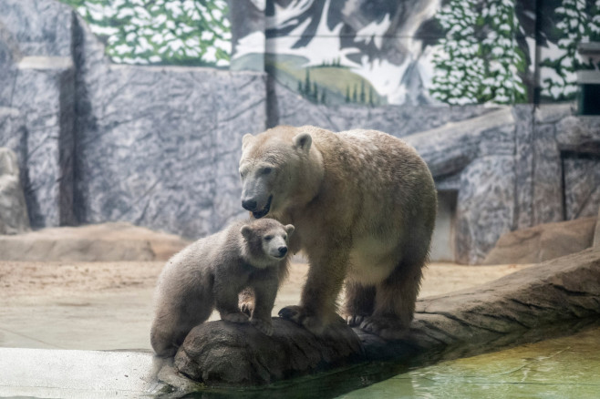 gradina zoo ungaria