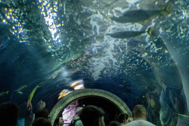 gradina zoo ungaria