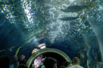 gradina zoo ungaria