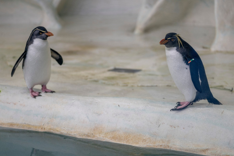 gradina zoo ungaria